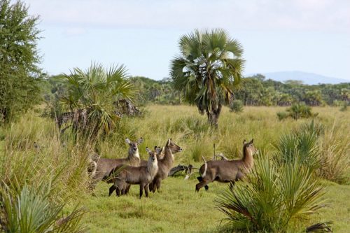 Kudu1 Kopie