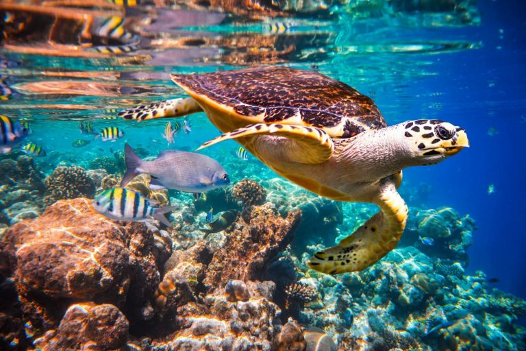 Hawksbill,Turtle, ,Eretmochelys,Imbricata,Floats,Under,Water.,Maldives,Indian